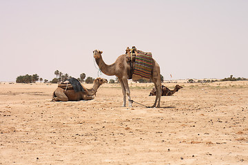 Image showing camels and sahara