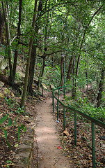 Image showing forest path in darwin