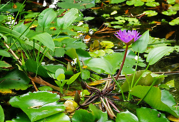 Image showing water lilly in garden pond