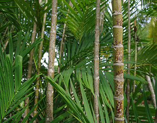 Image showing bamboo forest