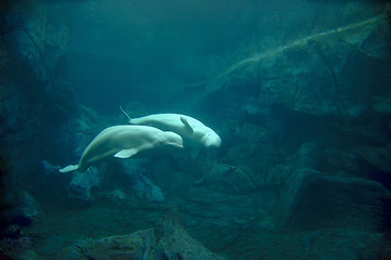 Image showing Beluga Whale Courtship