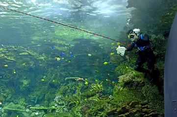 Image showing Aquarium - Scuba Diver