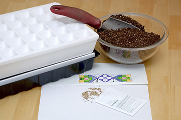 Image showing Gardening - Sowing Seeds