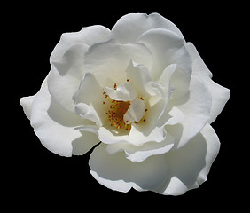 Image showing White flower