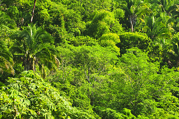 Image showing Tropical jungle background