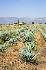 Image showing Agave cactus field in Mexico
