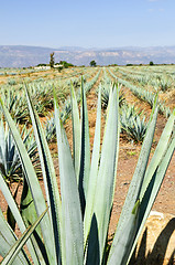 Image showing Agave cactus field in Mexico