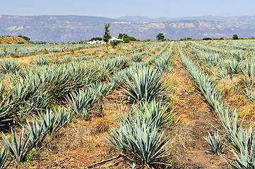 Image showing Agave cactus field in Mexico