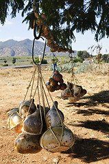 Image showing Calabash gourd bottles in Mexico