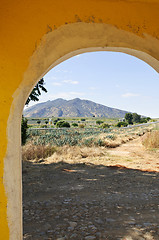 Image showing Landscape with agave cactus field in Mexico