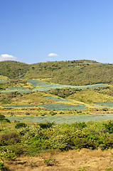 Image showing Agave cactus field landscape in Mexico