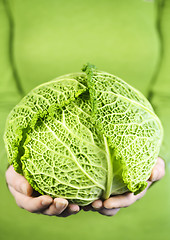 Image showing Hands holding green cabbage head