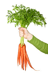 Image showing Hand holding carrots