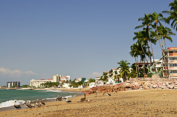 Image showing Pelicans on beach in Mexico