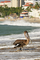 Image showing Pelican on beach in Mexico