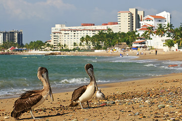 Image showing Pelicans on beach in Mexico