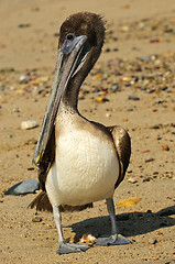 Image showing Pelican on beach in Mexico