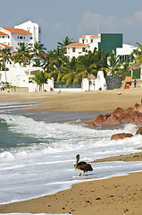 Image showing Pelican on beach in Mexico