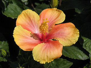 Image showing Hibiscus