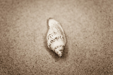 Image showing shell