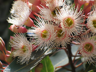 Image showing Flowers and bees