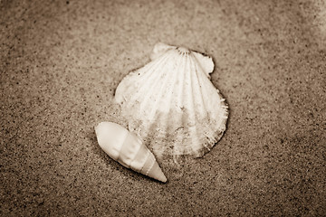 Image showing shell