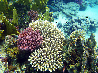Image showing Corals