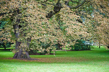 Image showing Autumn park