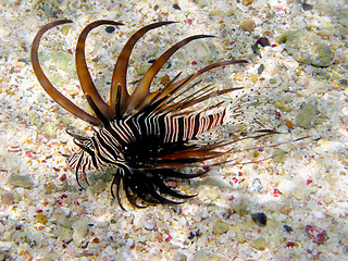 Image showing Lionfish