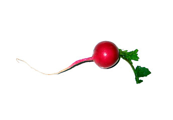 Image showing Radish