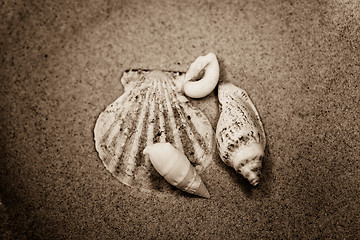 Image showing shell