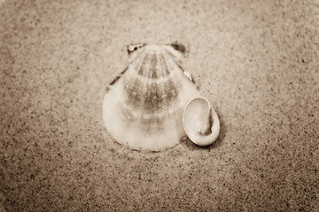 Image showing shell