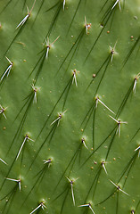 Image showing Cactus Texture
