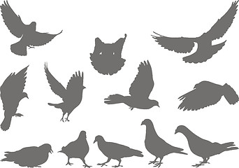 Image showing Doves vector silhouettes bird