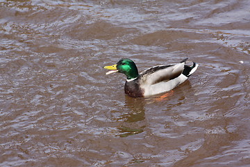 Image showing Male mallard duck