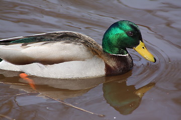 Image showing Male mallard duck.