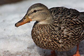 Image showing Female mallard duck