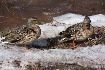 Image showing Two female mallard ducks