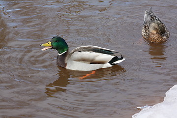 Image showing Male and female mallard ducks.