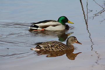 Image showing Female and male mallard ducks