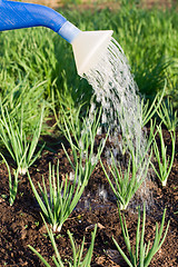 Image showing Spring onion on the vegetable garden