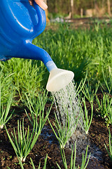 Image showing Spring onion is watered on the vegetable garden close-up