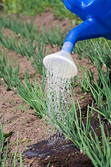 Image showing Sprouts of spring onion is watered on the vegetable garden close