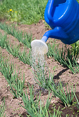 Image showing Sprouts of spring onion on the vegetable garden