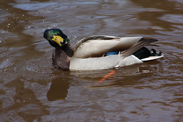 Image showing A male mallard duck.
