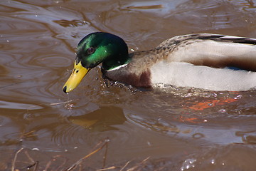 Image showing A male mallard duck.