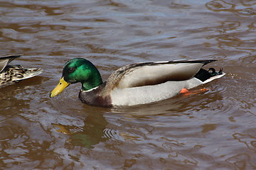 Image showing Male mallard duck