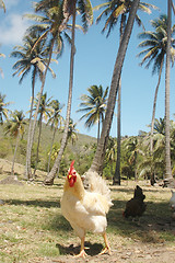 Image showing tropical chicken 394