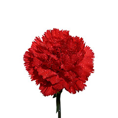 Image showing Carnation 1