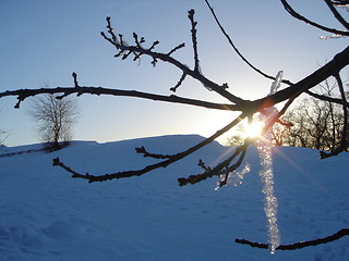 Image showing Spring